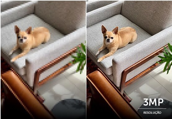 cachorro